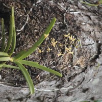 Vanda testacea (Lindl.) Rchb.f.